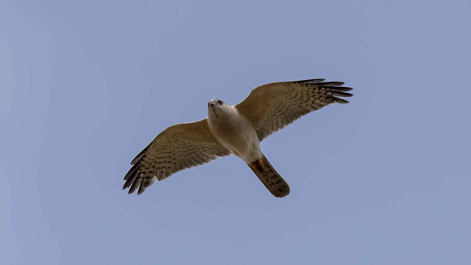 Shikra